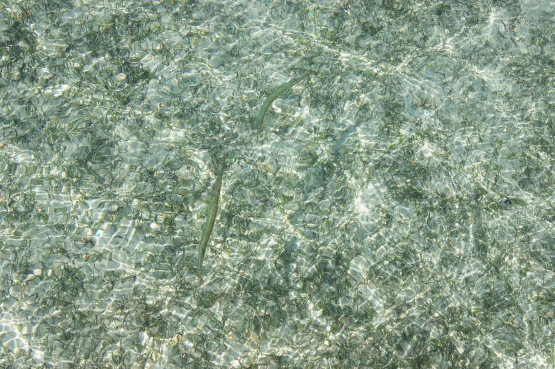 Przy plaży Regency Plaza Aqua Park & Spa