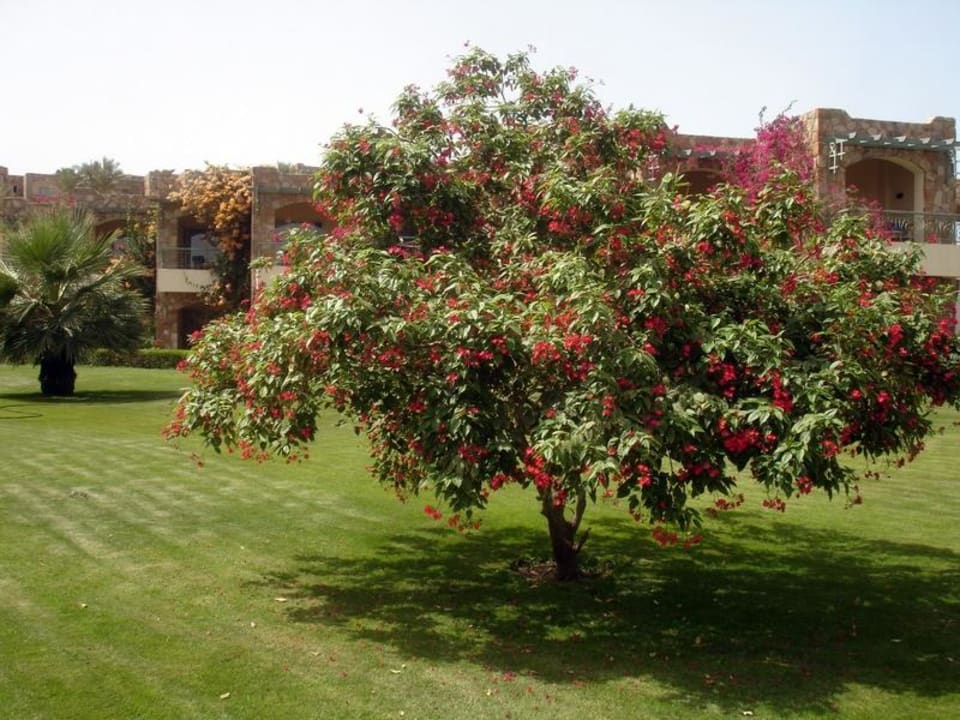 Überall blühende Sträucher Brayka Bay Resort