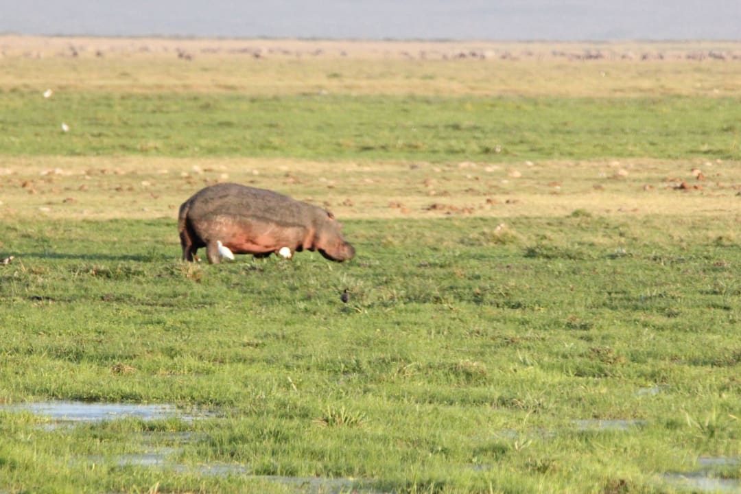 Hippo vom Zimmer aus zu sehen Ol Tukai Lodge
