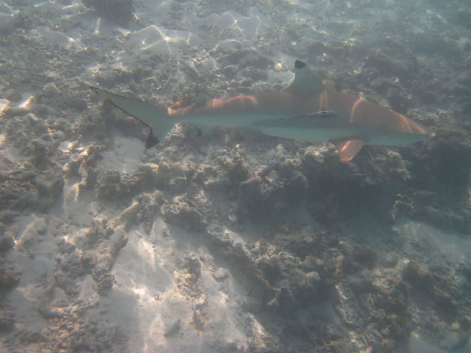 Hai in der Lagune Cinnamon Dhonveli Maldives