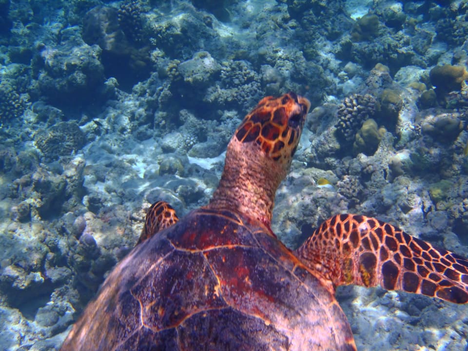 Turtle NH Collection Maldives Reethi Resort