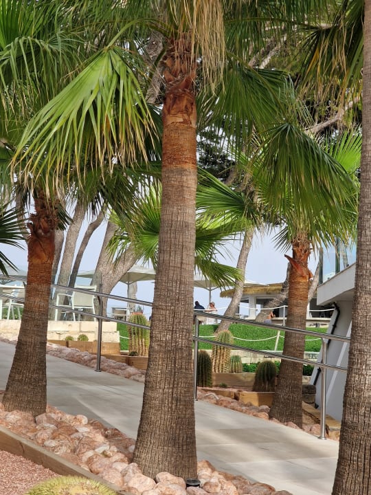 Gartenanlage Iberostar Waves Playa de Muro