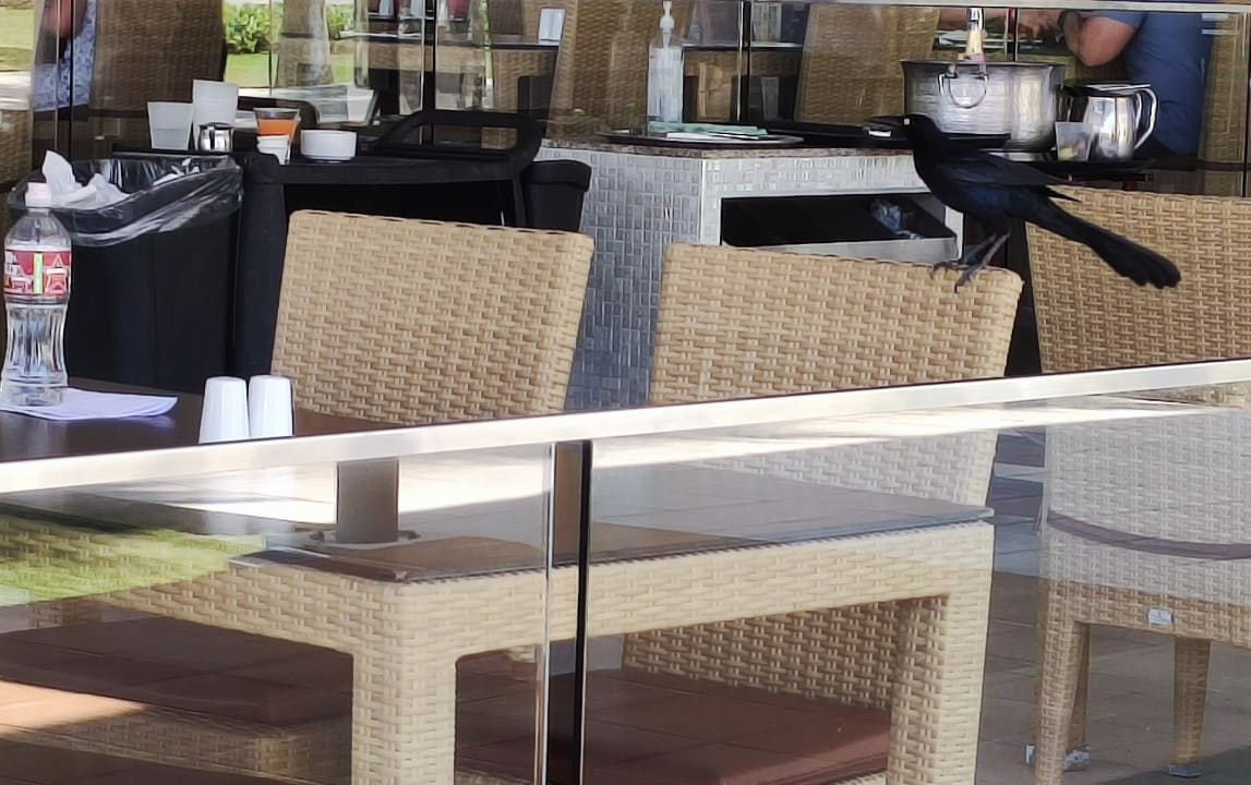 Gastro Hotel Riu Playacar