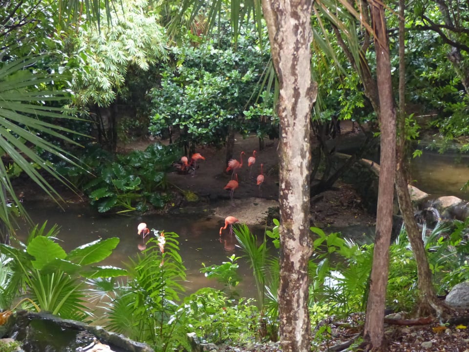 Flamingos Iberostar Waves Tucan