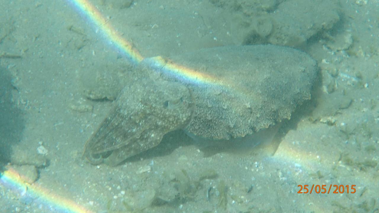 Makadi Beach  Jaz Makadi Oasis Resort