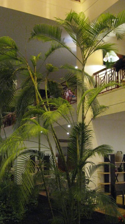 Grüne Oase in der Lobby Hotel Costa Calero