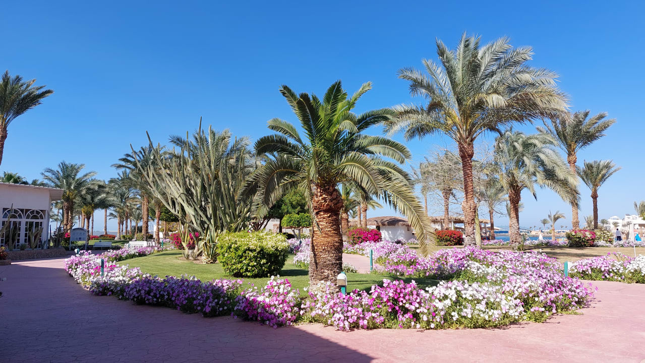 Gartenanlage Desert Rose