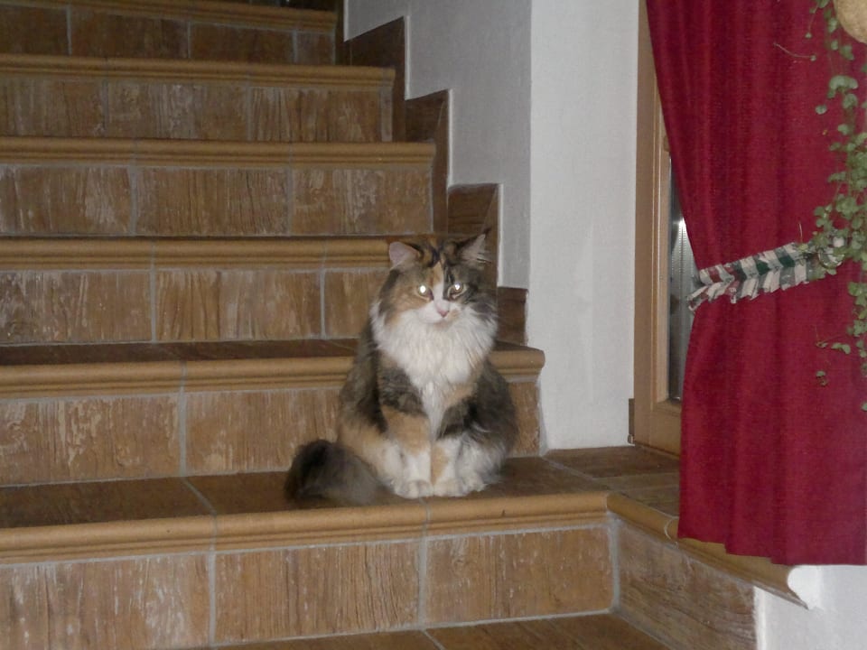 Hof-Bewohner KIRCHWIESERHOF