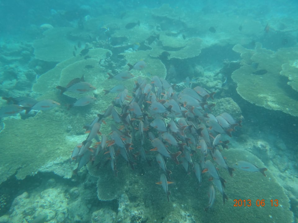 Kleiner Fischschwarm Kuramathi Maldives
