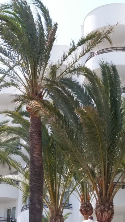 Hotel Hipotels Dunas Cala Millor