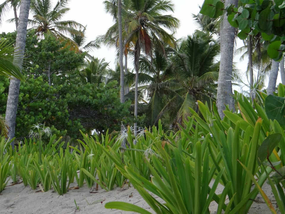 Strand Grand Palladium Select Bávaro Resort & Spa