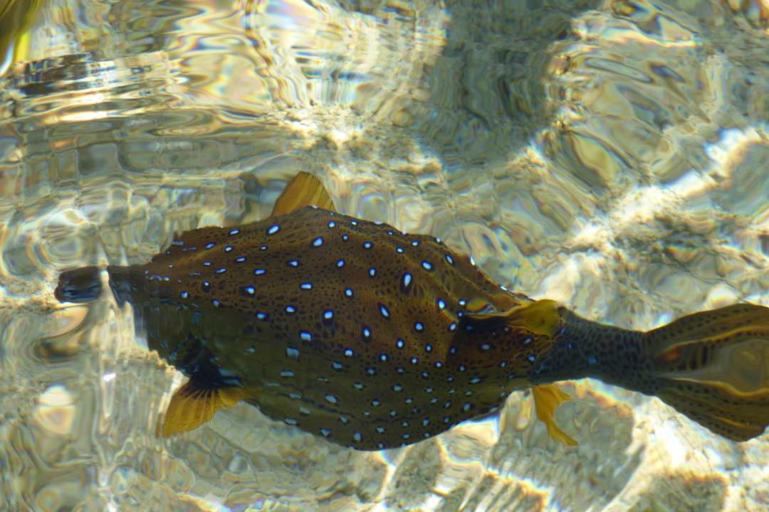 Kofferfisch im Flachwasser  Pickalbatros Royal Moderna Resort-Sharm El Sheikh