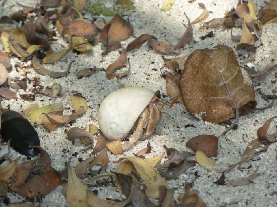 Krebs in Muschel Eri Maldives