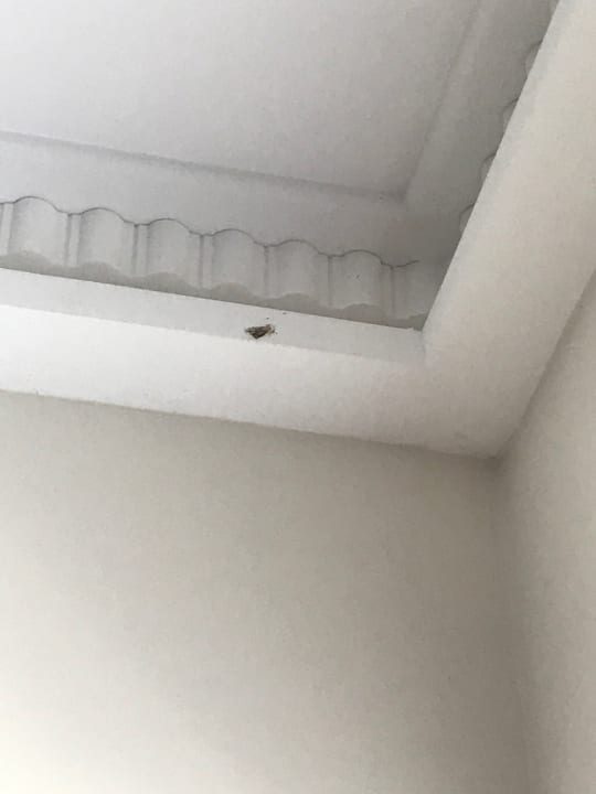 Zimmer Asteria Venus Didim