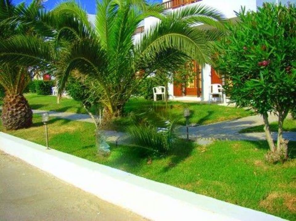 Widok na palmy / hotel Hotel Geraniotis Beach