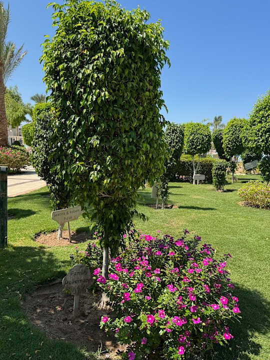 Gartenanlage JAZ Aquamarine Resort