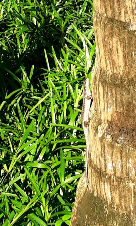 Gartenanlage Spice Island Hotel & Resort