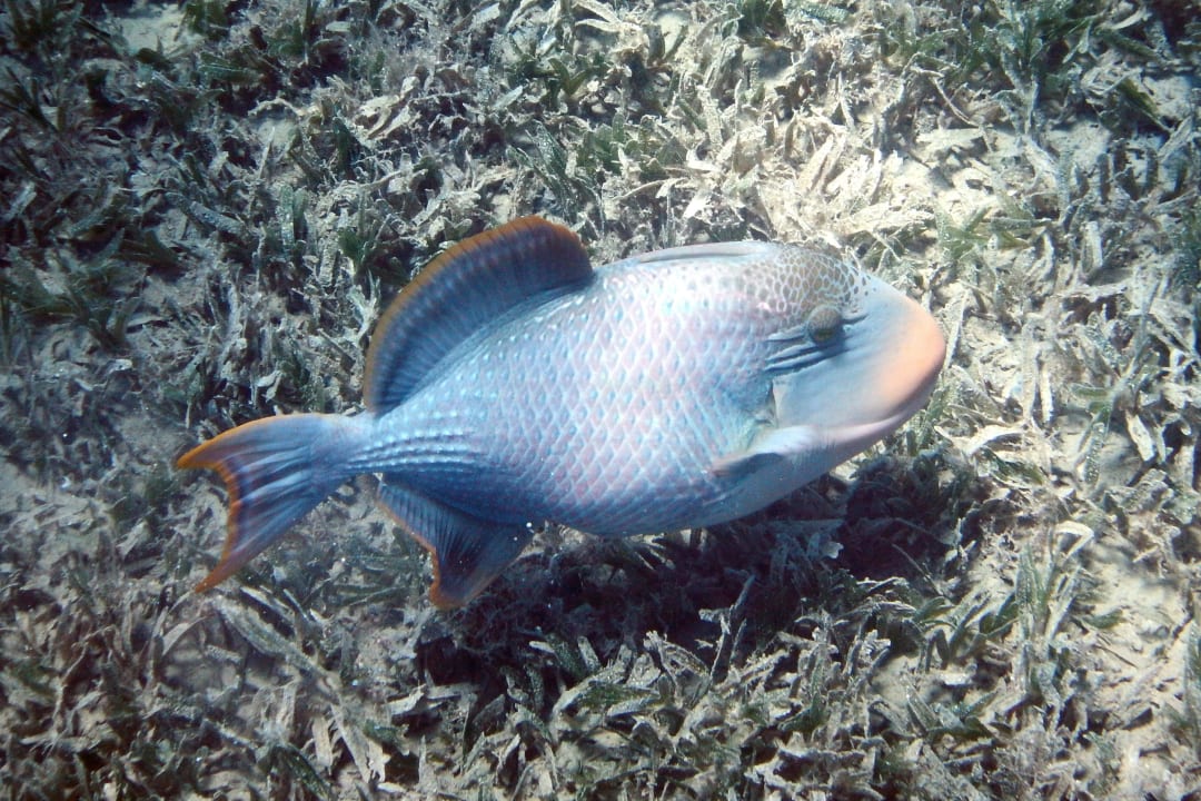 Am Hausriff Cleopatra Luxury Resort Makadi Bay