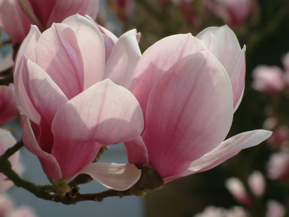 Gartenanlage Mercure Hotel Bad Dürkheim An Den Salinen
