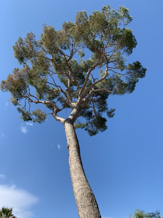 Gartenanlage Grupotel Natura Playa