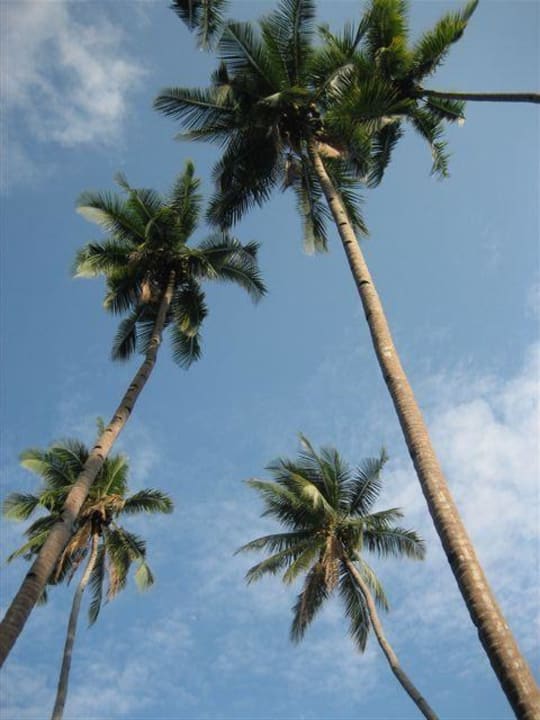 Angrenzender Dschungel Solitude Lembeh Resort