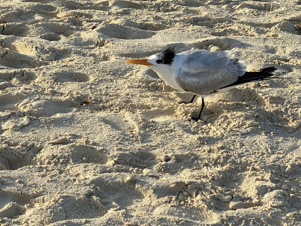 Strand Hotel Riu Lupita