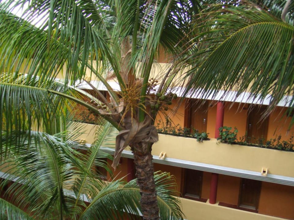 Palmengarten in der Hotelmitte Iberostar Waves Punta Cana