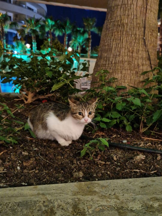 Gastro Dizalya Palm Garden