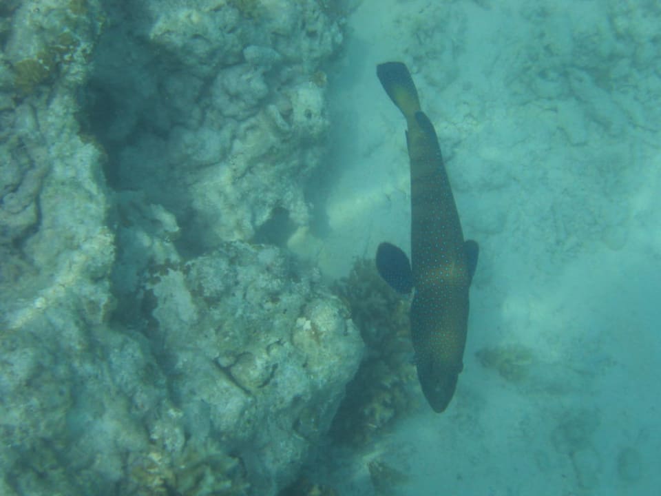 Fisch Cinnamon Dhonveli Maldives