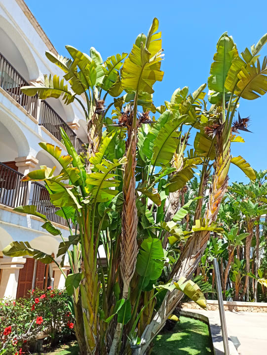 Gartenanlage Hotel Beach Club Font de Sa Cala