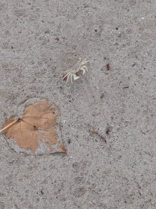 Mr. Krebs  Kuredu Island Resort & Spa