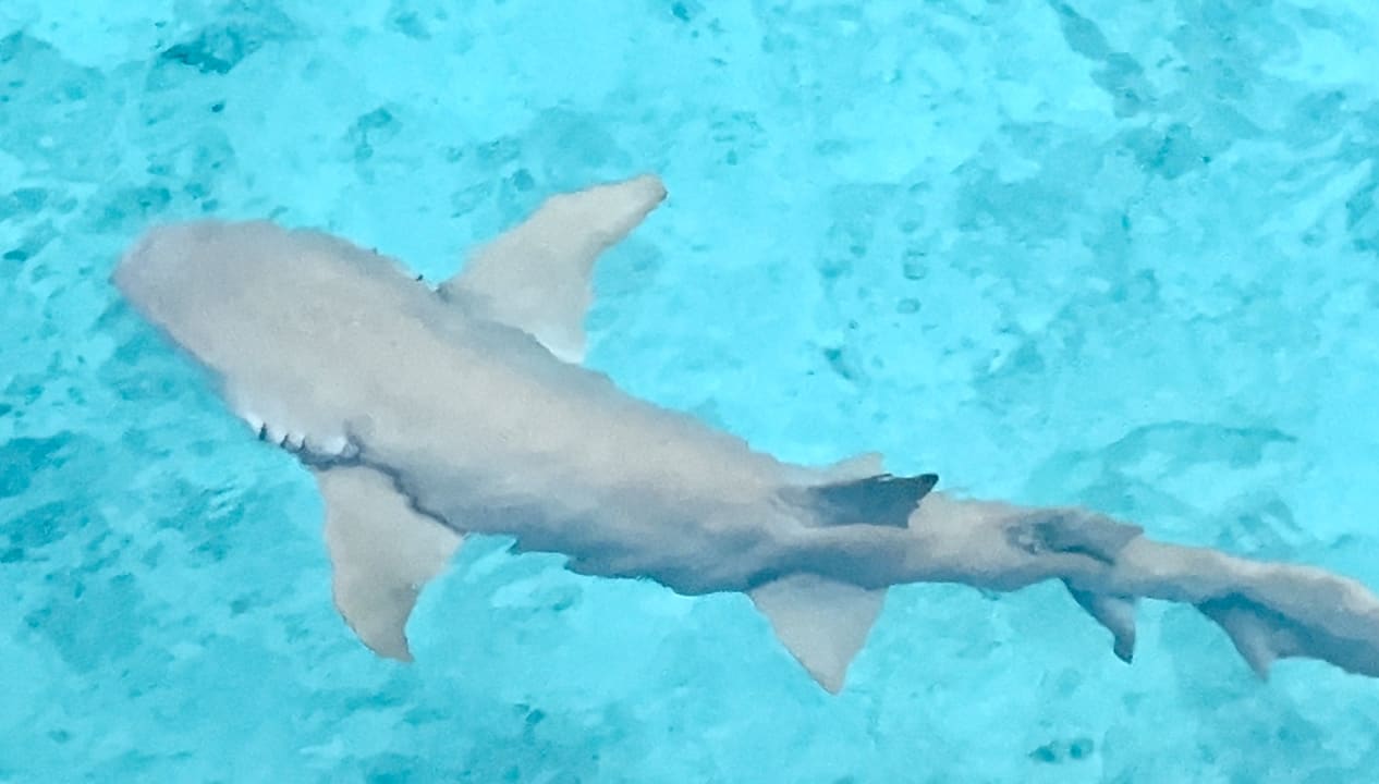 Sport & Freizeit NH Collection Maldives Reethi Resort