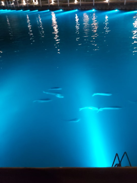 Sonstiges Pickalbatros Dana Beach Resort - Hurghada