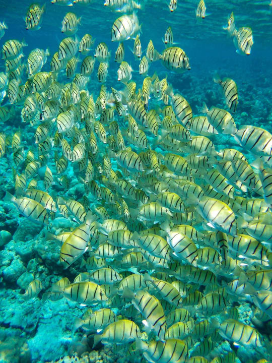 Strand Adaaran Select Meedhupparu Island Resort - Premium All Inclusive