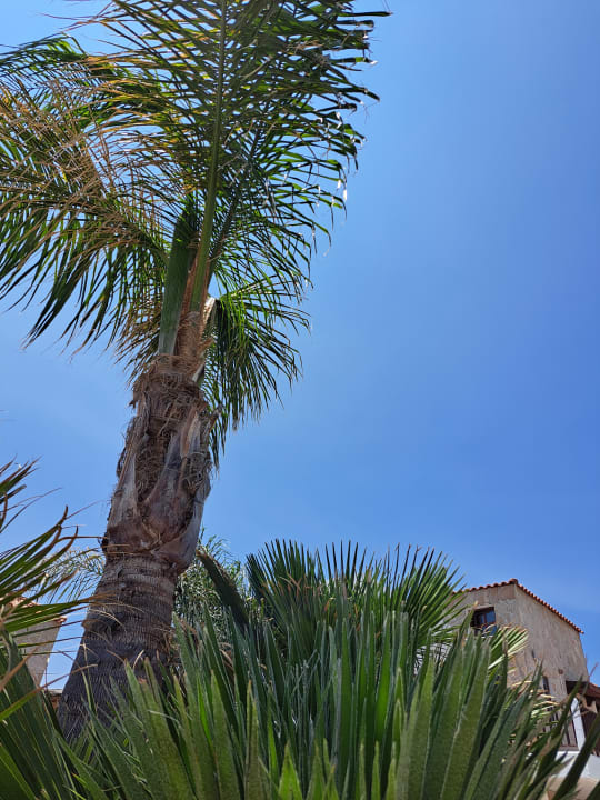 Gartenanlage The Costa Lindia Blue Star - Adults only