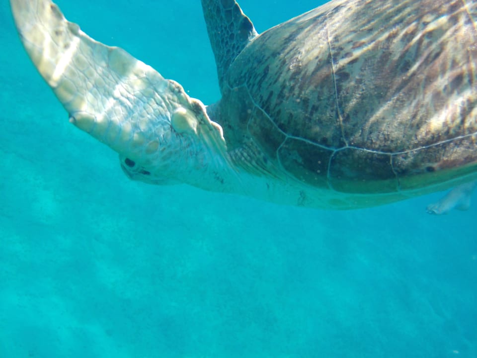 Strand Hilton Marsa Alam Nubian Resort