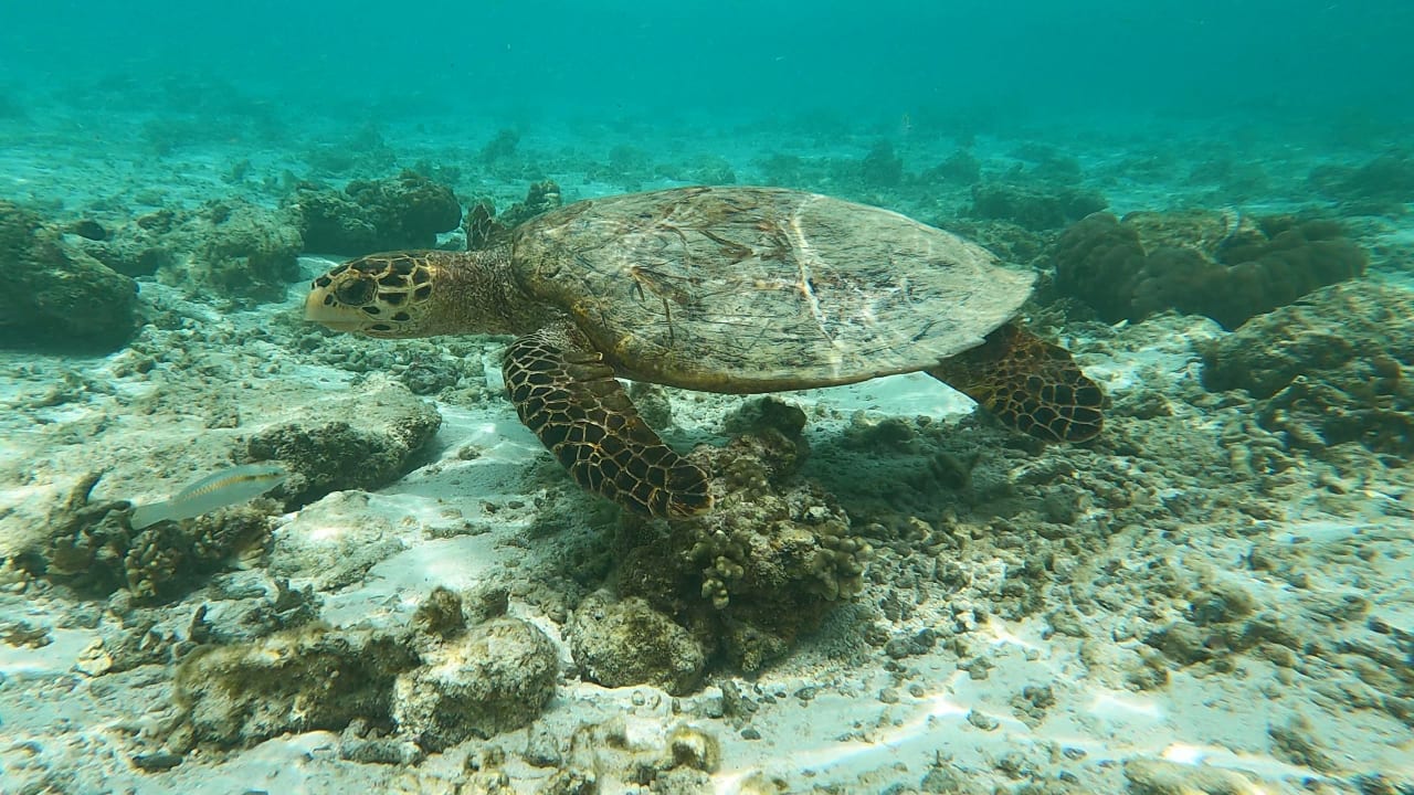 Strand Cinnamon Dhonveli Maldives
