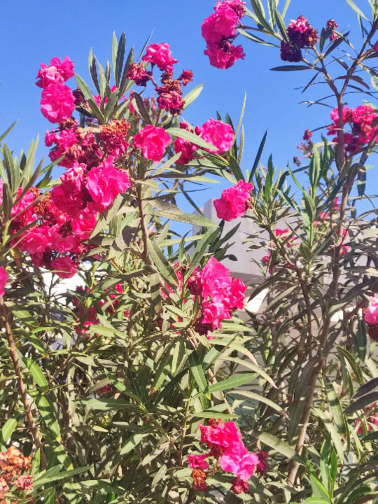 Gartenanlage allsun Hotel Esplendido