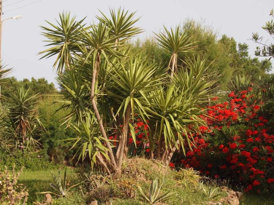 Yucca Irene Villas