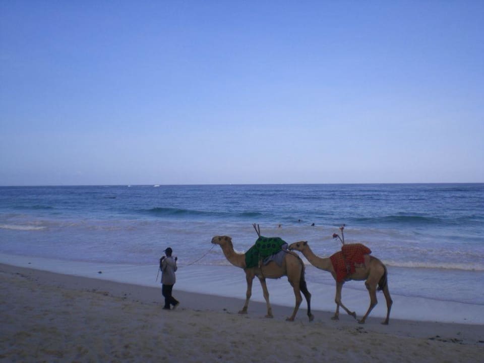 Kamele am Strand Hotel Southern Palms Beach Resort