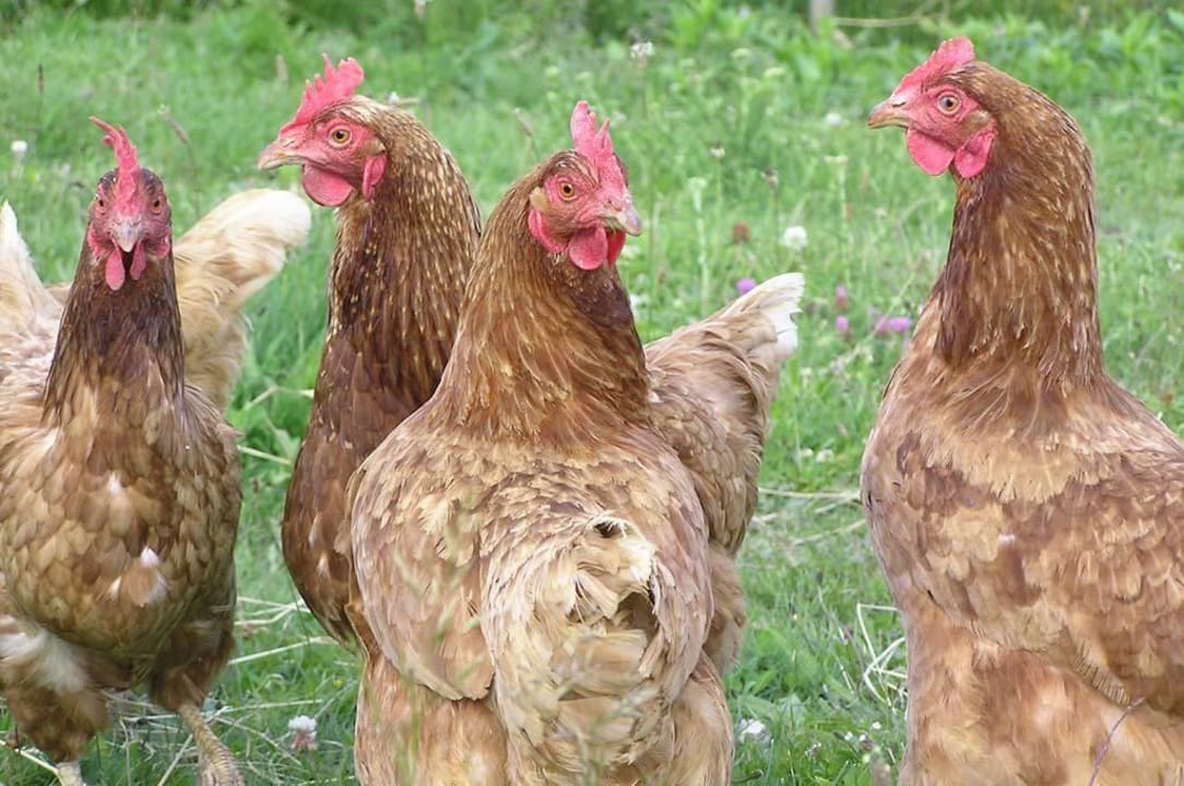 Arkadenhof Arkadenhof Familie Flasch