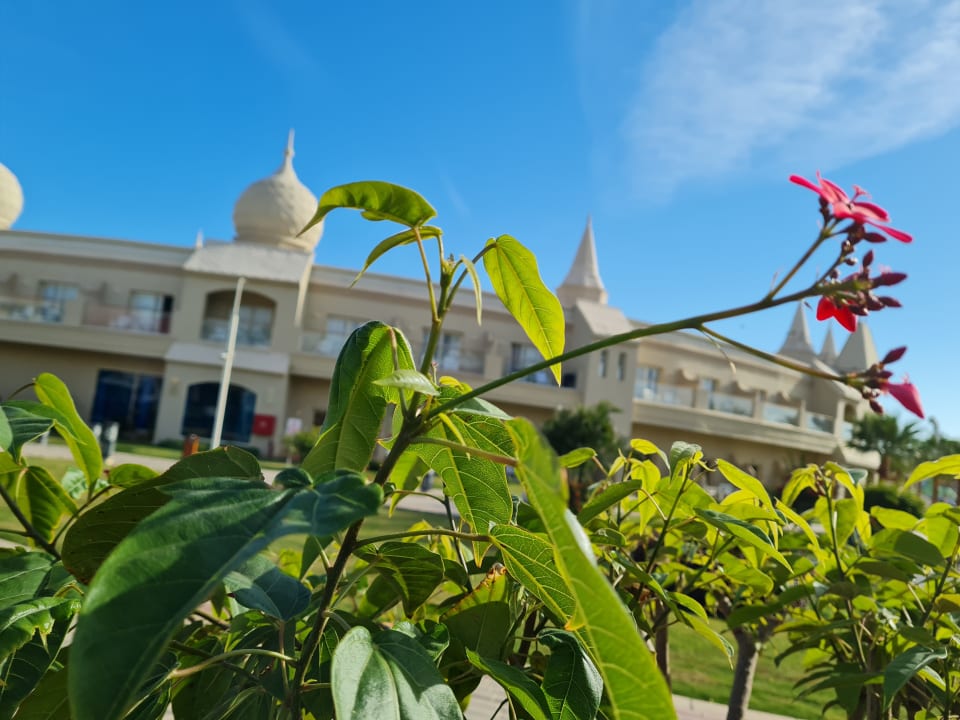 Außenansicht Pickalbatros Aqua Blu Resort - Sharm El Sheikh