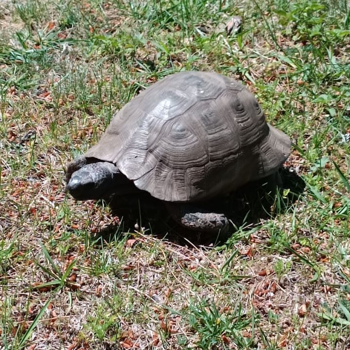 Gartenanlage Labranda Mares Marmaris