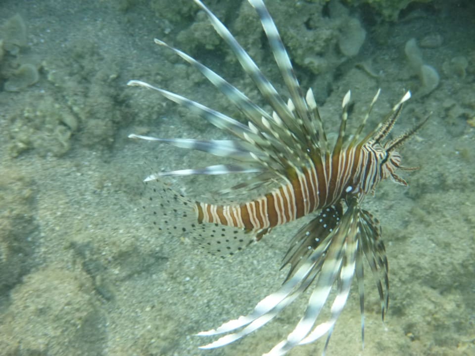 Feuerfisch Three Corners Equinox Beach Resort