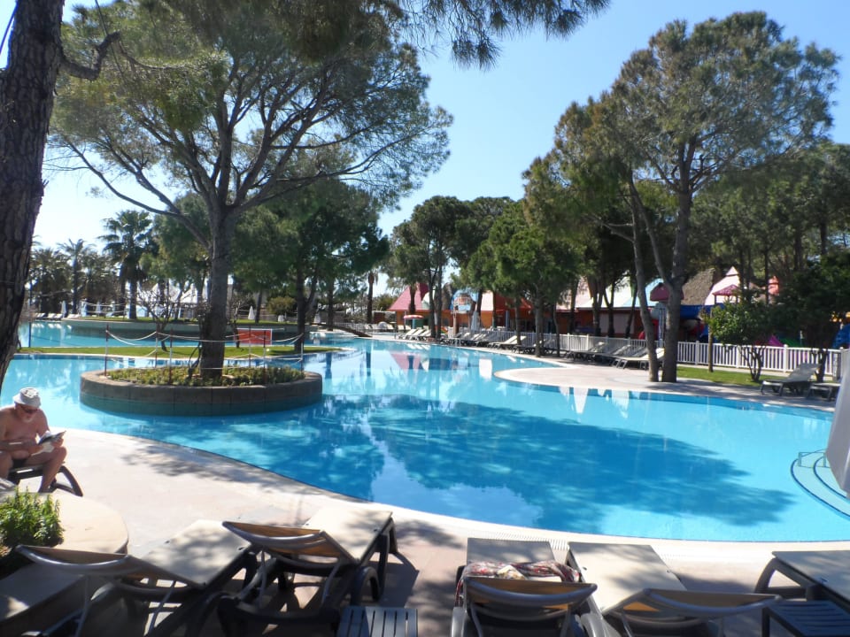 Basen Papillon Ayscha