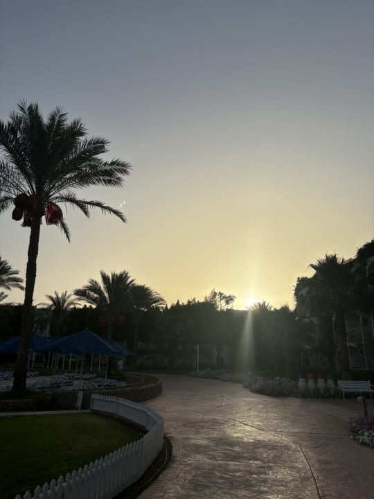 Gartenanlage Desert Rose