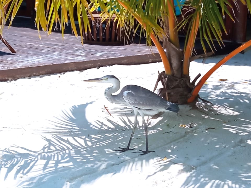 Sonstiges Summer Island Maldives