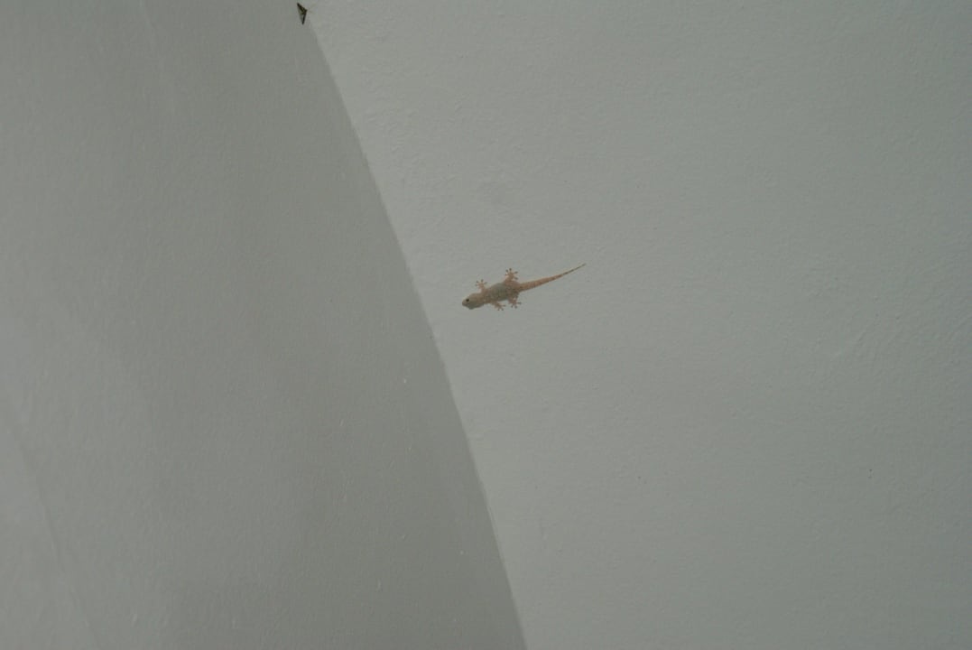 Leguan an der Decke Royal Lido Resort & Spa