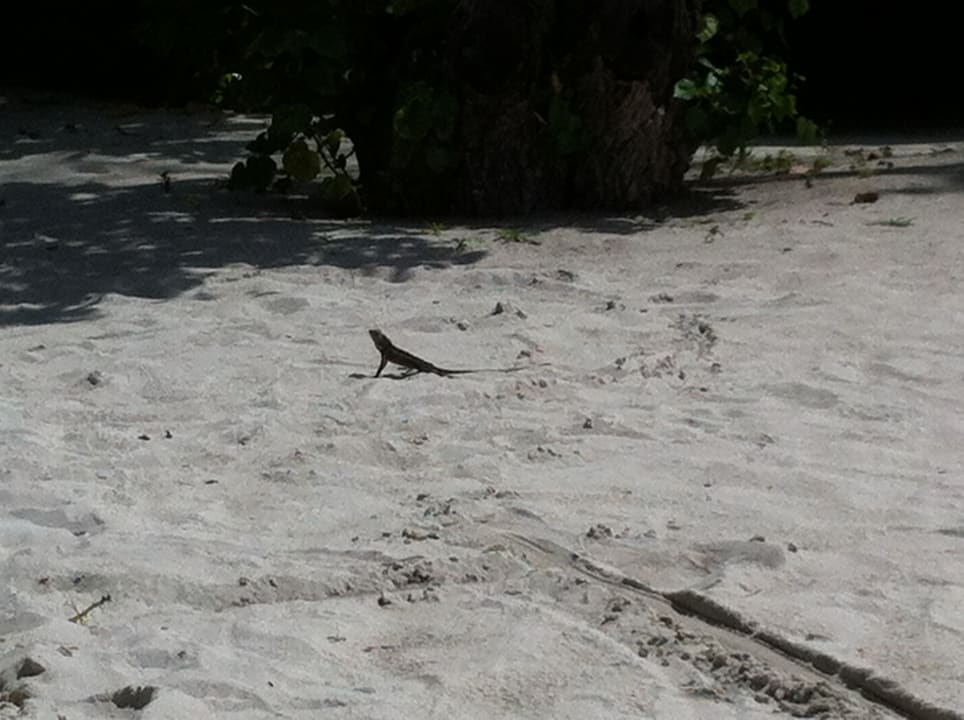 Gartenanlage Kuredu Island Resort & Spa