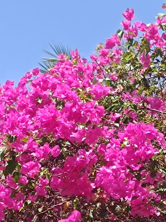 Gartenanlage Desert Rose